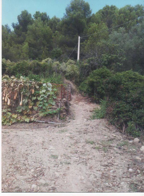 terreno agricolo in vendita a Camporosso