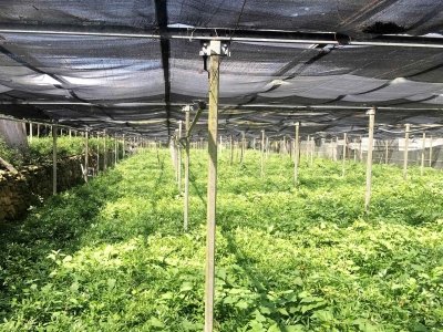 terreno agricolo in vendita a Camporosso