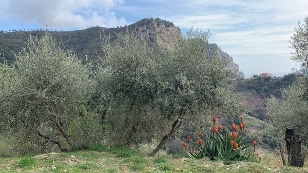 appartamento in vendita a Camporosso