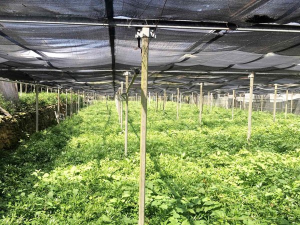 casa indipendente in vendita a Camporosso