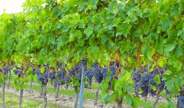 terreno agricolo in vendita a Castellaro