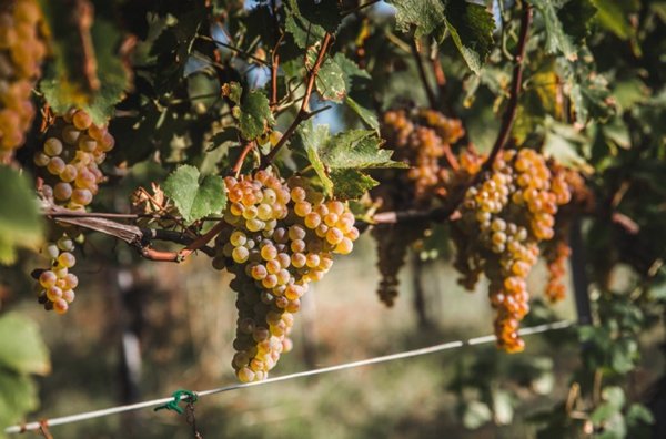 terreno agricolo in vendita a Castellaro