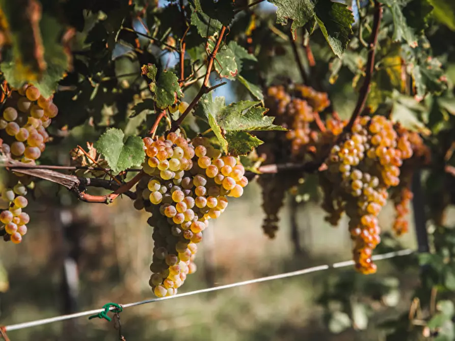 mansarda in vendita a Castellaro