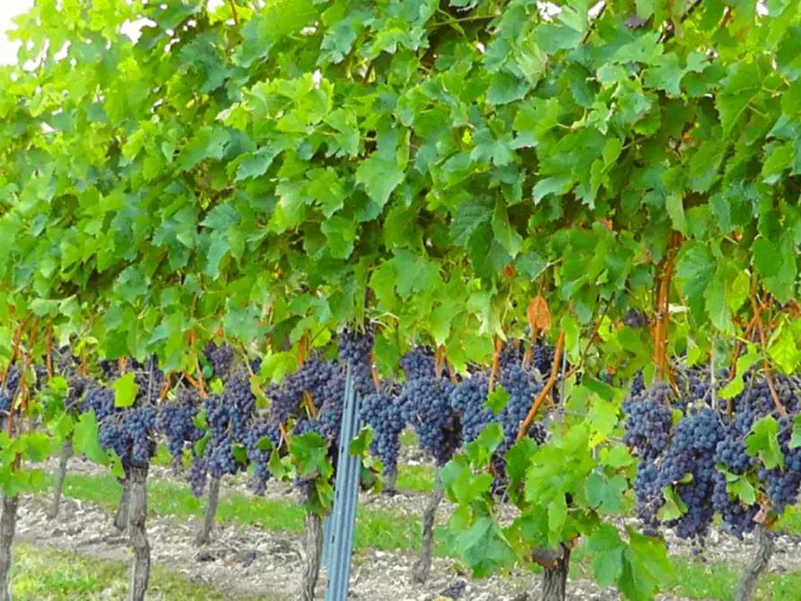 casa indipendente in vendita a Castellaro