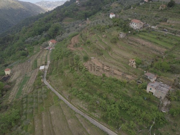 esavano in vendita a Ceriana