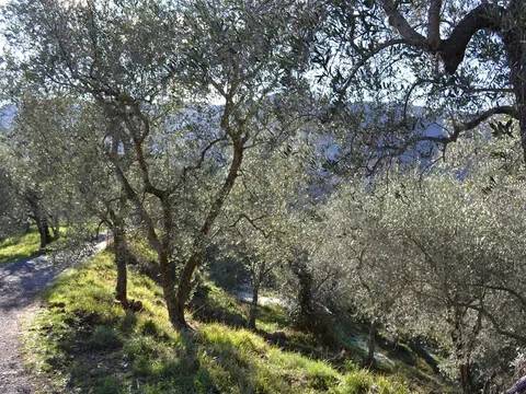 terreno agricolo in vendita a Ceriana