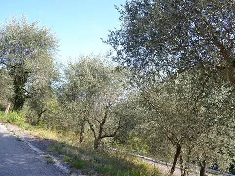 terreno agricolo in vendita a Ceriana