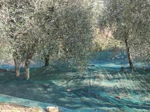 terreno agricolo in vendita a Ceriana