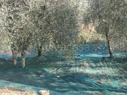 terreno agricolo in vendita a Ceriana