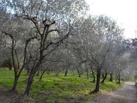 terreno agricolo in vendita a Ceriana