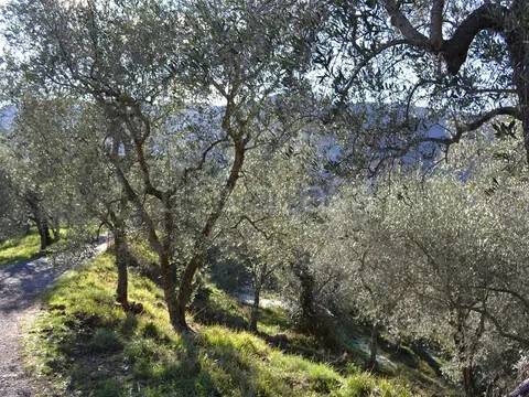 terreno agricolo in vendita a Ceriana in zona Passo Ghimbegna