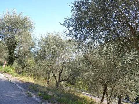 terreno agricolo in vendita a Ceriana