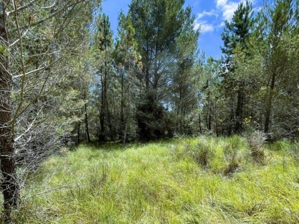 casa indipendente in vendita a Cipressa in zona Lingueglietta