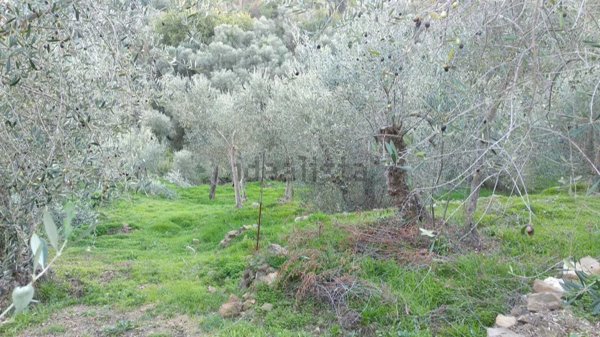 monolocale in vendita a Cipressa in zona Lingueglietta