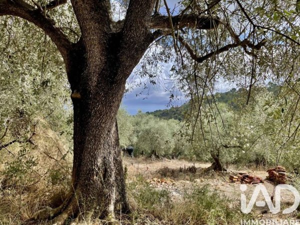 terreno agricolo in vendita a Cipressa in zona Lingueglietta