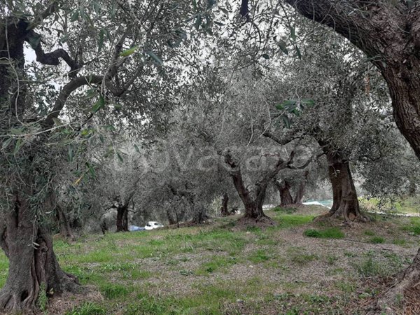 terreno agricolo in vendita a Civezza