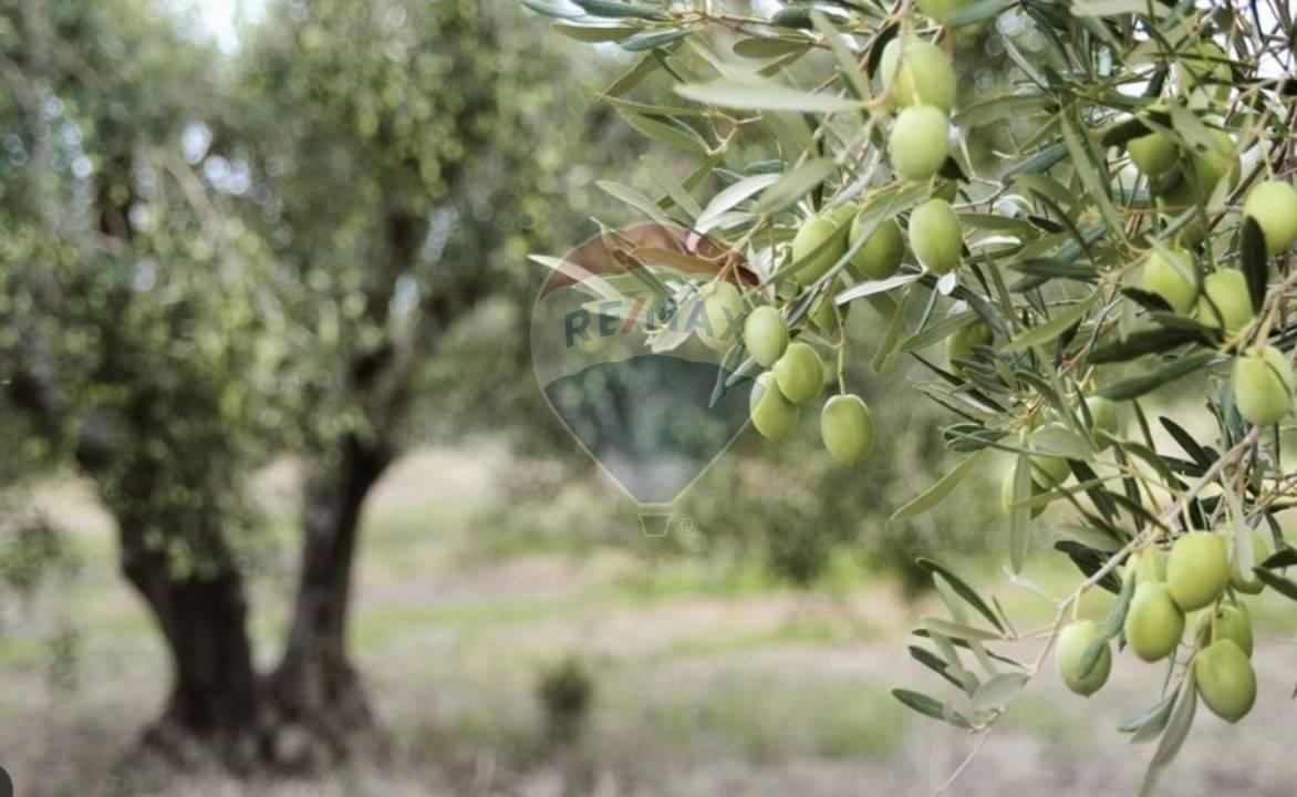 terreno agricolo in vendita a Diano Castello