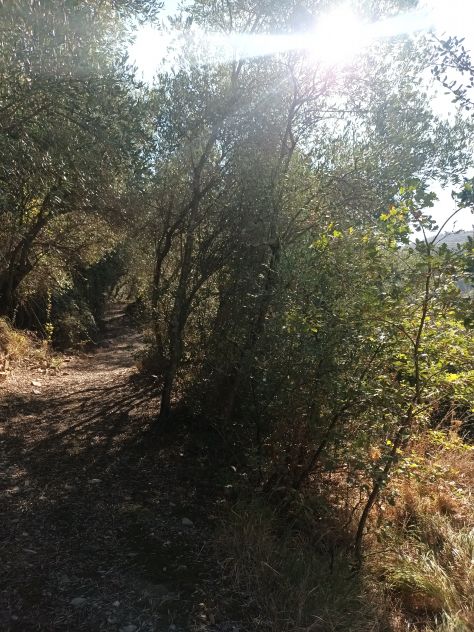 terreno agricolo in vendita a Diano San Pietro