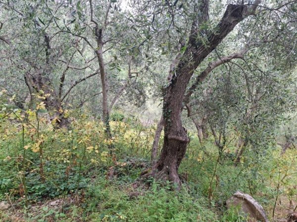 terreno agricolo in vendita a Diano San Pietro in zona Roncagli