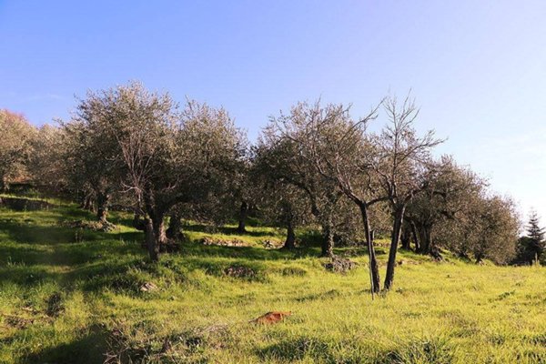 terreno agricolo in vendita a Dolceacqua
