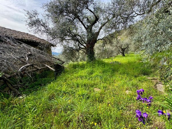pentavano in vendita a Dolceacqua