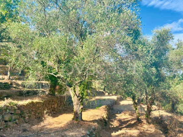 terreno agricolo in vendita a Dolceacqua