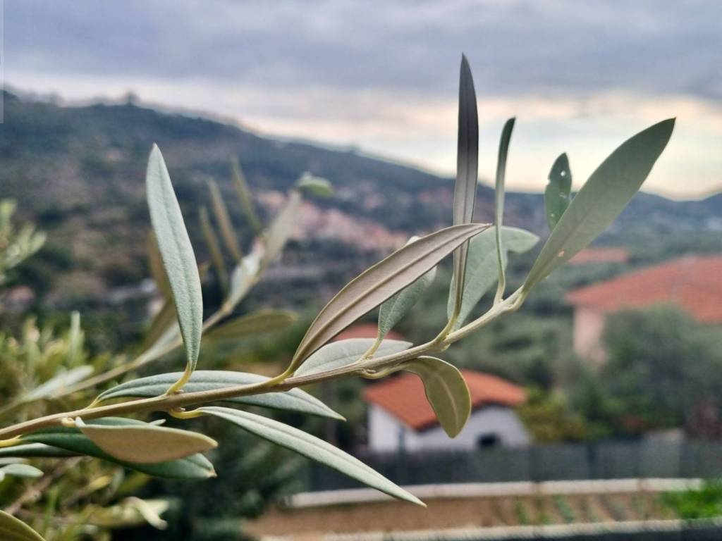 appartamento in vendita a Dolcedo