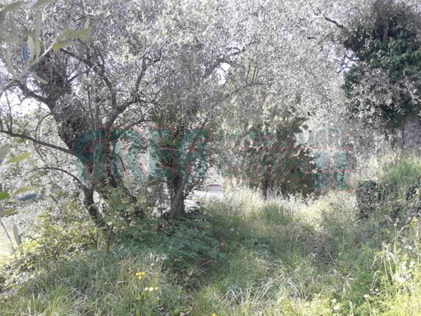 terreno agricolo in vendita ad Imperia in zona Borgo d'Oneglia
