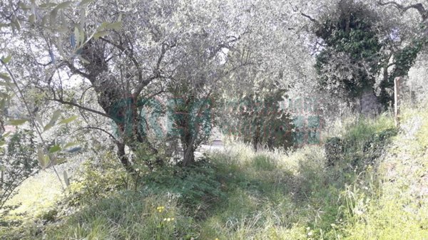 terreno agricolo in vendita ad Imperia in zona Borgo d'Oneglia