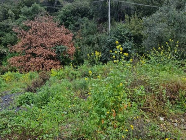 terreno agricolo in vendita ad Imperia in zona Porto Maurizio