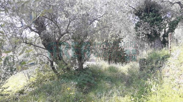 terreno agricolo in vendita ad Imperia in zona Oneglia