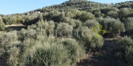 casale in vendita a Perinaldo