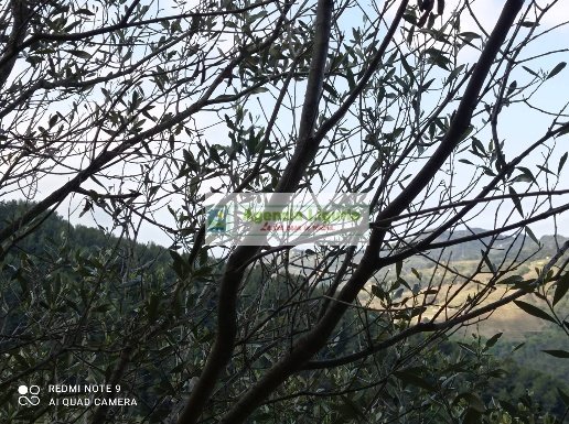 casale in vendita a Perinaldo in zona Suseneo