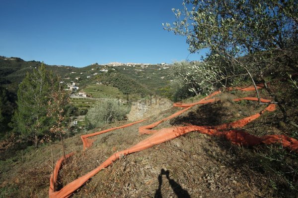 terreno agricolo in vendita a Perinaldo