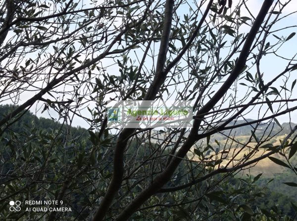 casale in vendita a Perinaldo in zona Suseneo