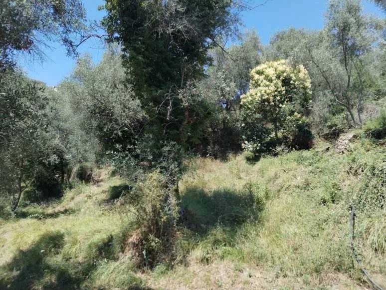 terreno agricolo in vendita a Perinaldo