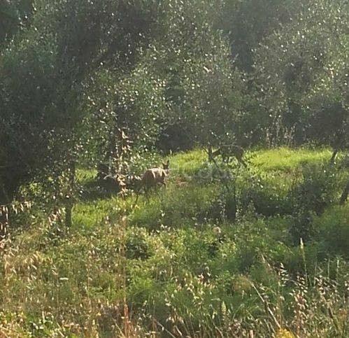 terreno agricolo in vendita a Pietrabruna in zona Boscomare