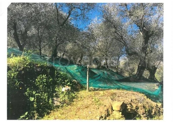 terreno agricolo in vendita a Pietrabruna in zona Boscomare