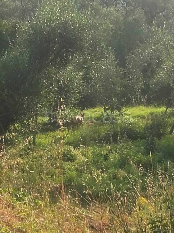 terreno agricolo in vendita a Pietrabruna in zona Boscomare