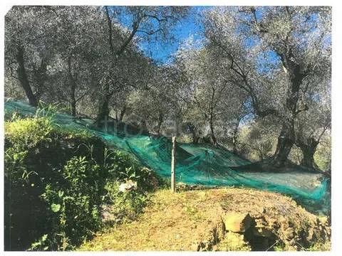 terreno agricolo in vendita a Pietrabruna in zona Boscomare