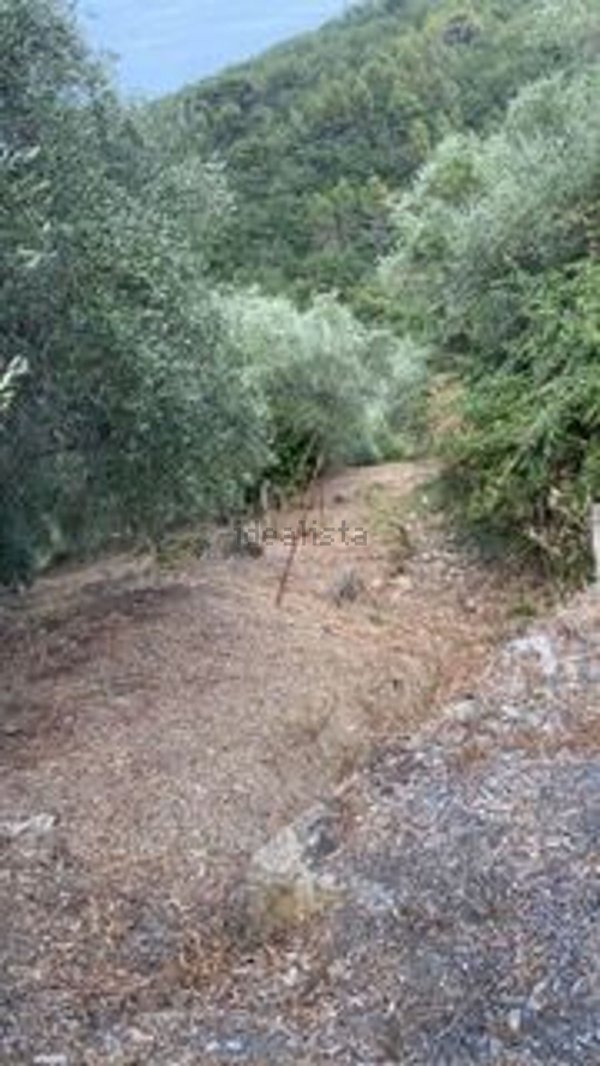 terreno agricolo in vendita a Pietrabruna in zona Boscomare