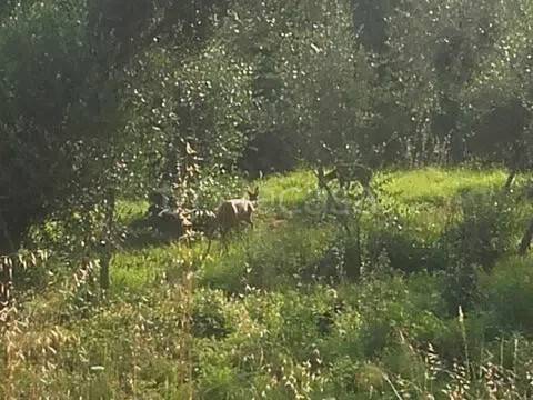terreno in vendita a Pietrabruna in zona Boscomare