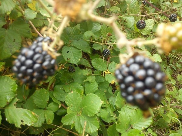 appartamento in vendita a Rezzo