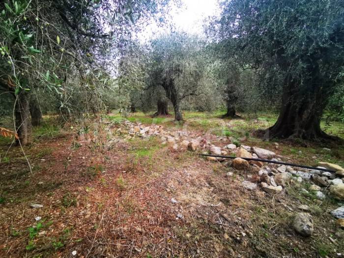 terreno agricolo in vendita a San Bartolomeo al Mare