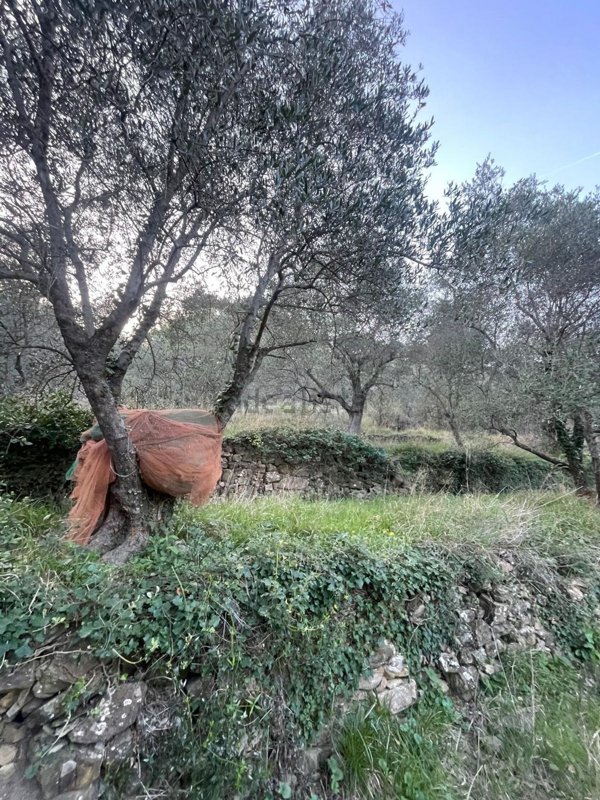 terreno agricolo in vendita a San Bartolomeo al Mare