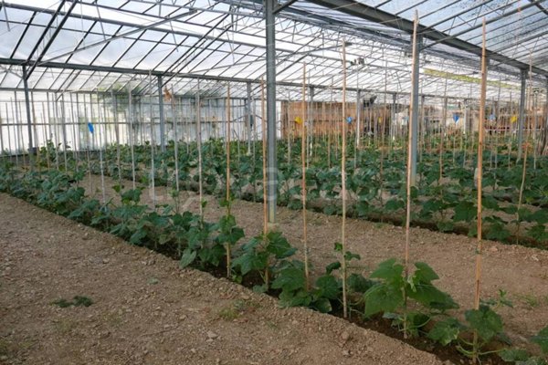 terreno agricolo in vendita a San Biagio della Cima