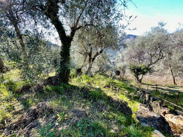 terreno agricolo in vendita a Sanremo in zona San Romolo