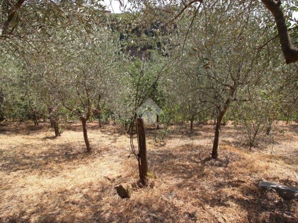 terreno agricolo in vendita a Sanremo in zona Bussana