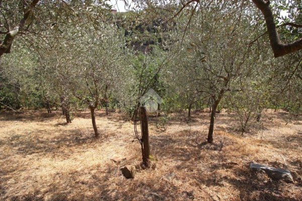 terreno agricolo in vendita a Sanremo in zona Bussana