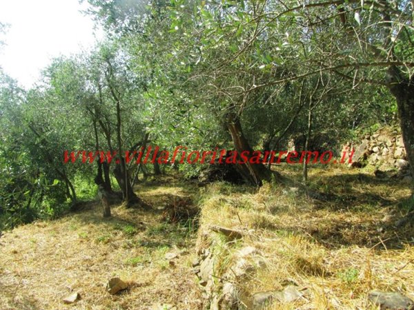 terreno agricolo in vendita a Sanremo in zona San Romolo